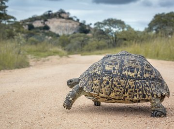 Ideas for Science Fair Projects About Turtles