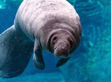 manatee predators