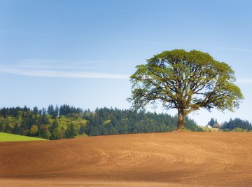 How to Identify a White Oak Tree