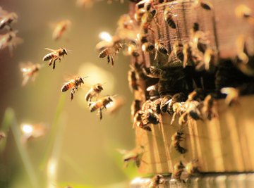 honey bees images