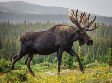 Do Elk Have Ivory Teeth