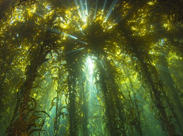 beautiful sea floor