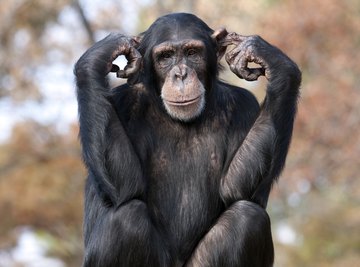 Chimpanzee Adaptation