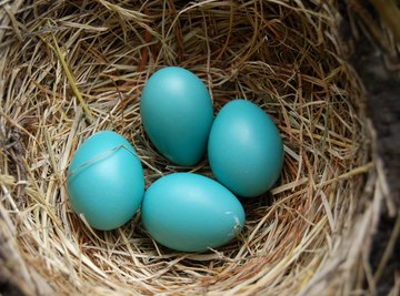 Baby birds can communicate from the comfort of their eggs.