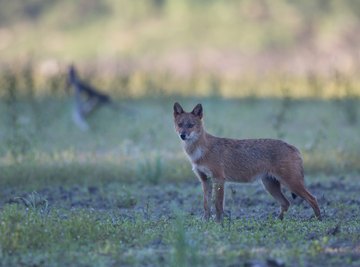 Characteristics of a Jackal