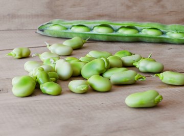 What Type of Bean Seeds to Use for a Science Experiment