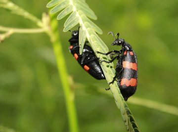 Beetles Found in Michigan