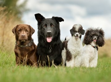 Examples of Genetic Diversity