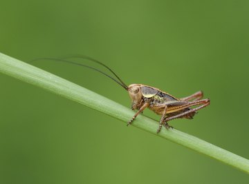 How Do Crickets Go Into a Hibernation State When Cold?