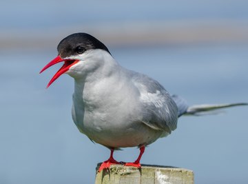 Birds That Fly Across the Ocean