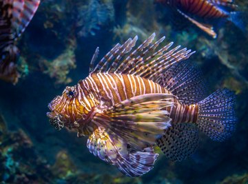 What Is the Different Between Freshwater Vs Saltwater Fish?