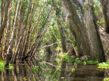 Nonliving Things in a Forest Ecosystem