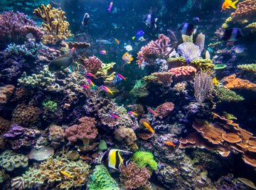 Weather of Coral Reefs