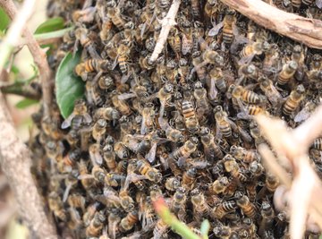 What Are the Causes of Honeybee Extinction?