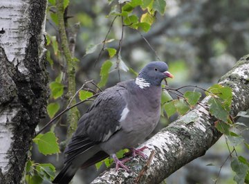 Reproductive System of a Pigeon