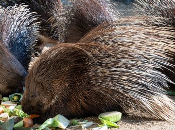 Which Animals Have Prickly Spines?