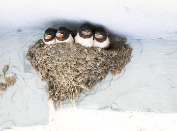 Orphaned Barn Swallow Diets