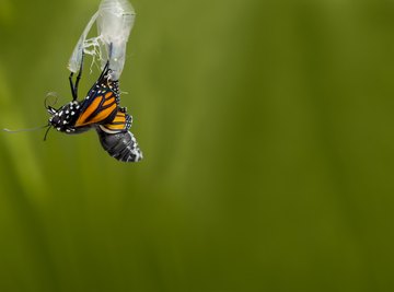 How to Help a Butterfly Out of Cocoon Sciencing