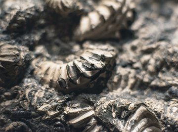 Trilobite fossils in stone