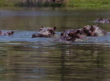 Hippos are an invasive species in Colombia.