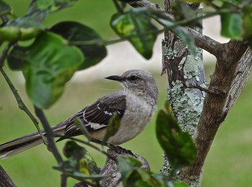 How to Tell a Male From a Female Mocking Bird