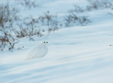 What Continents Are in the Tundra?