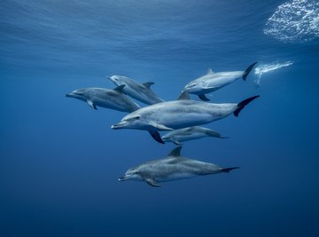 The Difference Between Dolphin Fish & Dolphin Mammal