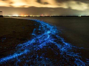 Zooplankton Vs. Phytoplankton