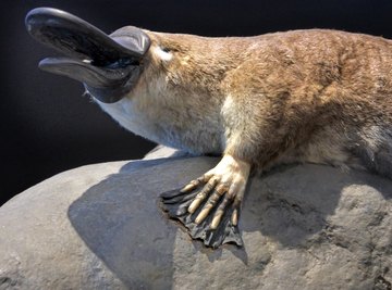 platypus eating