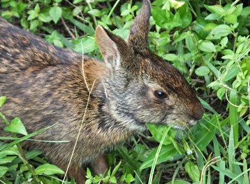 Facts About Cottontail Rabbits | Sciencing