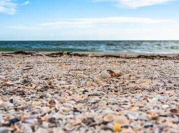 Sanibel Island, Florida Shelling Tips