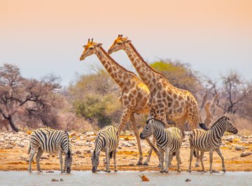 Four Types of Biodiversity