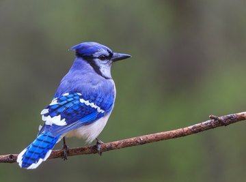 How to Tell a Male From a Female Blue Jay