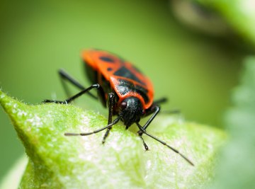 What Eats Boxelder Bugs