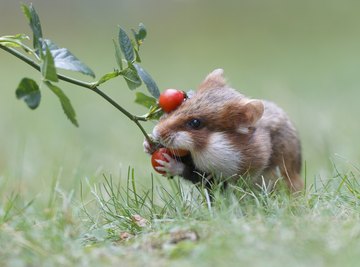 Where can store you find hamsters