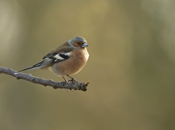 Nesting Habits of Finches