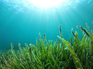 Roles of Cyanobacteria in the Ecosystem