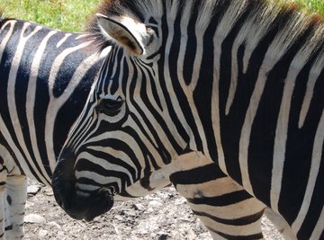 Scientists have finally figured out why zebras have stripes.