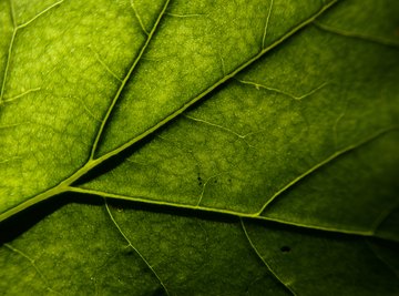 How Does Photosynthesis Benefit Heterotrophs?