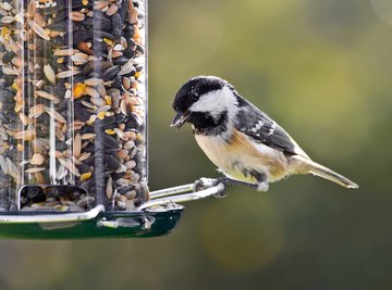 Can You Feed Salted Sunflower Seeds to Birds