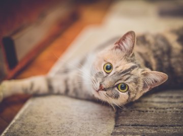 Cats Recognizes Names of Felines in the Same Household, Study Finds