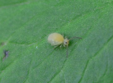 Springtail Life Cycle