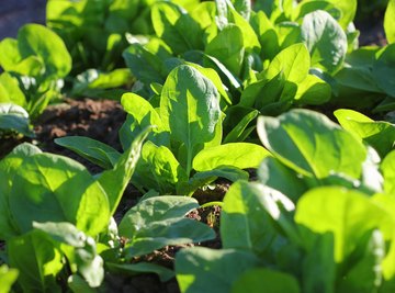 Plant Pigments Found in Spinach