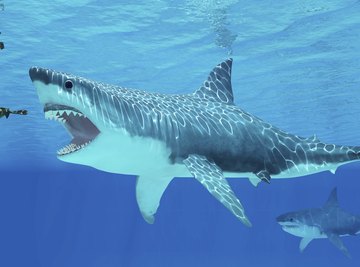 What Did Megalodons Eat Besides Whales?