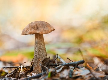 How to Identify Edible Bolete Mushrooms