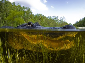 Plant & Animal Adaptations in Swamps | Sciencing