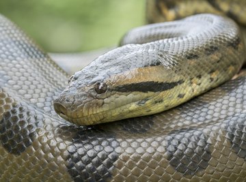Differences Between a Boa, Python, & Anaconda