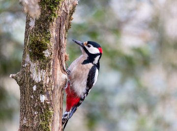 The Difference Between Female & Male Pileated Woodpeckers