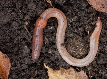 Enormous Earthworm Gross Out Article for Students