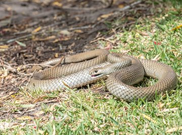 Brown Snakes of Georgia